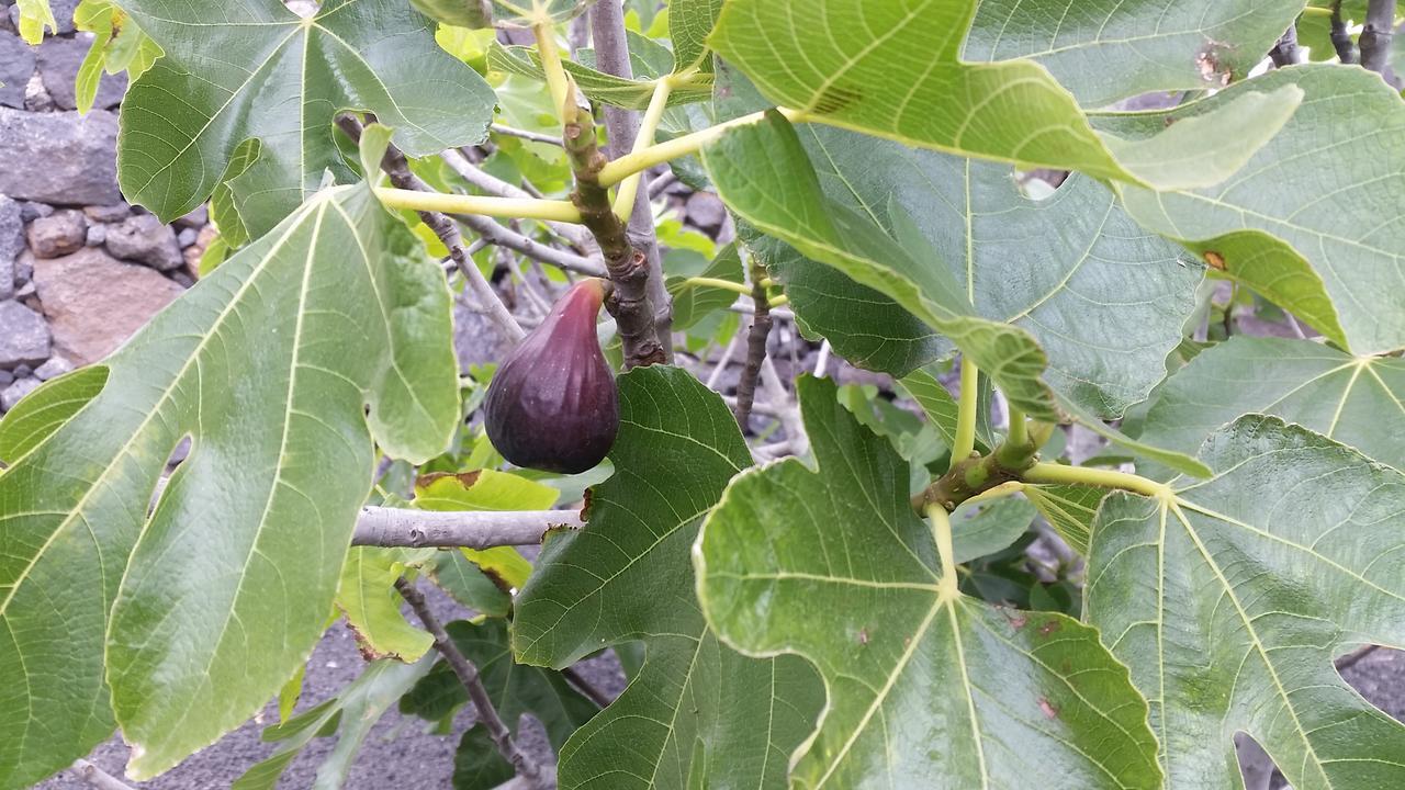 Finca Fajardo Ла-Вегета Экстерьер фото